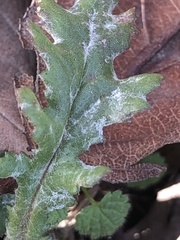 Golovinomyces fischeri