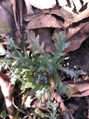 Golovinomyces fischeri