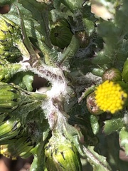 Golovinomyces fischeri