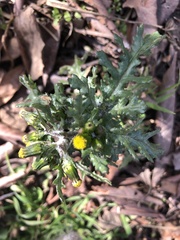 Golovinomyces fischeri