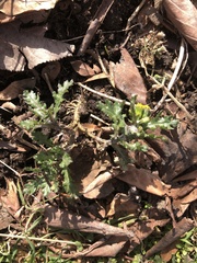 Golovinomyces fischeri