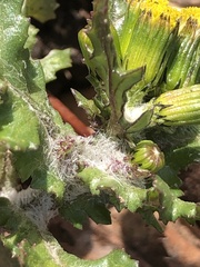 Golovinomyces fischeri