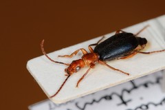 Brachinus crepitans