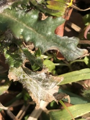 Golovinomyces fischeri