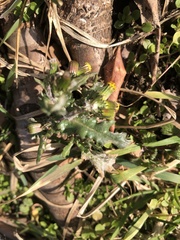 Golovinomyces fischeri