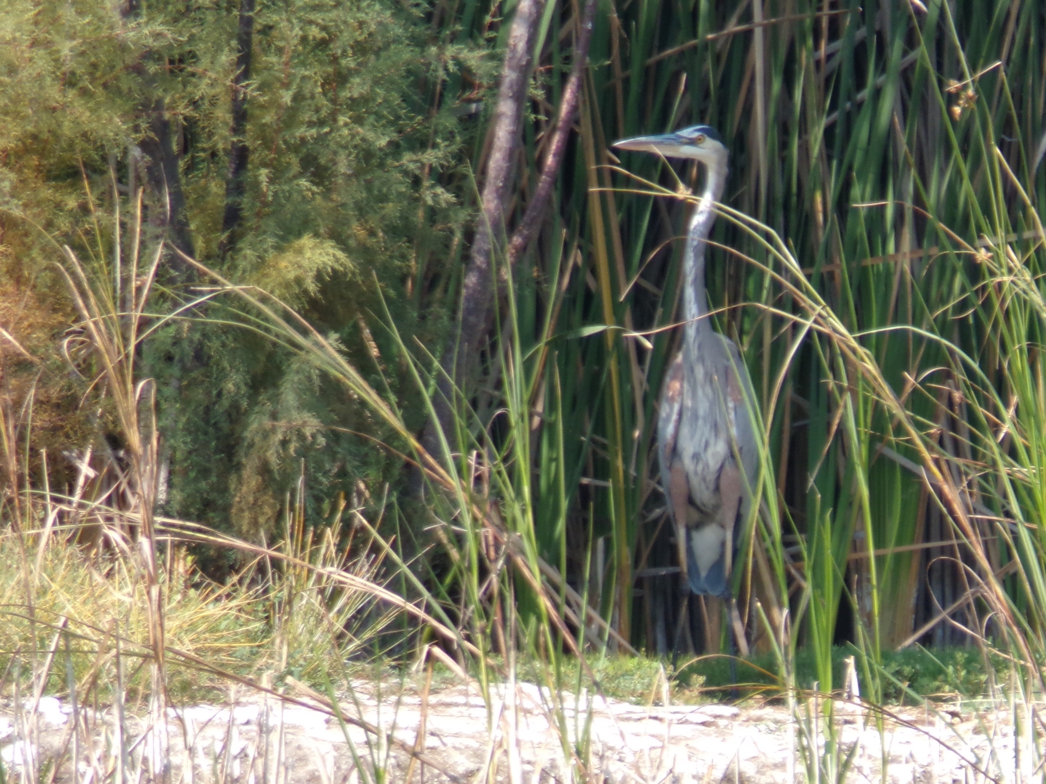 Great Blue Heron in Austin, TX - Slide 5