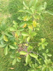 Chionanthus pubescens