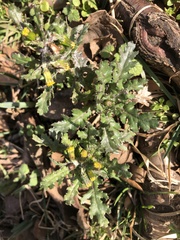 Golovinomyces fischeri