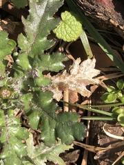 Golovinomyces fischeri