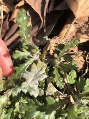 Golovinomyces fischeri