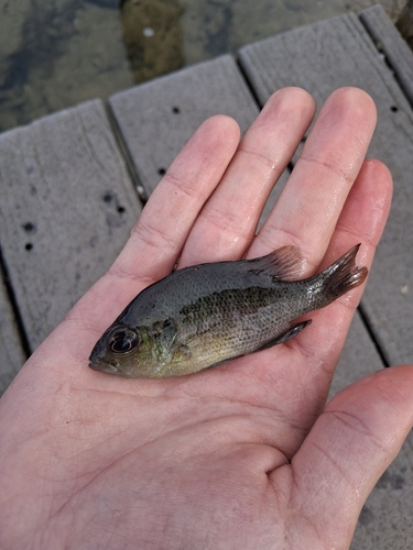 Lepomis punctatus