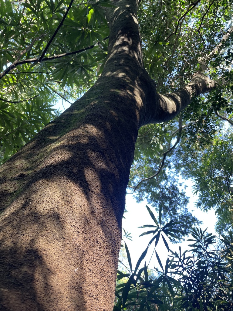 Foto de Inga do brejo