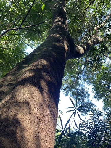 Foto de Inga do brejo