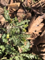 Golovinomyces fischeri