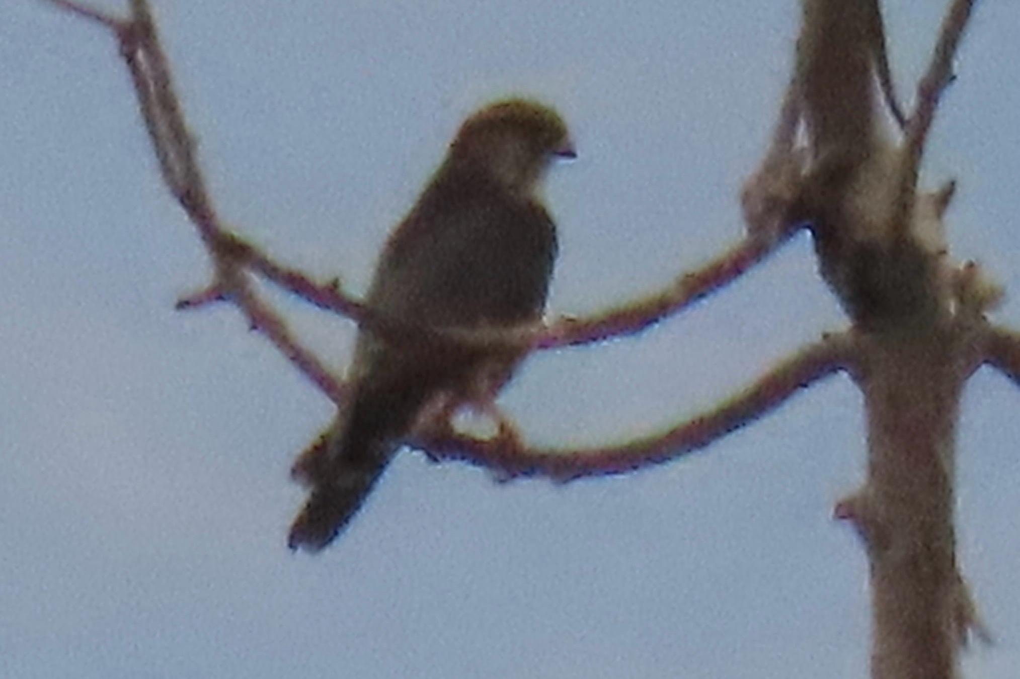 Merlin (Falco columbarius), photo 1