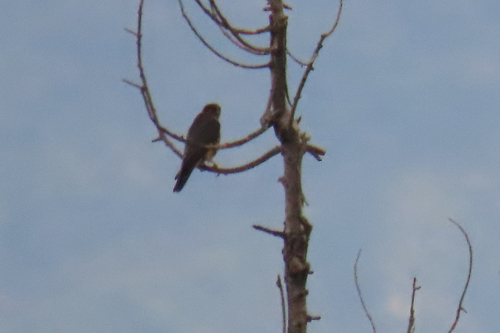 Merlin (Falco columbarius), photo 3