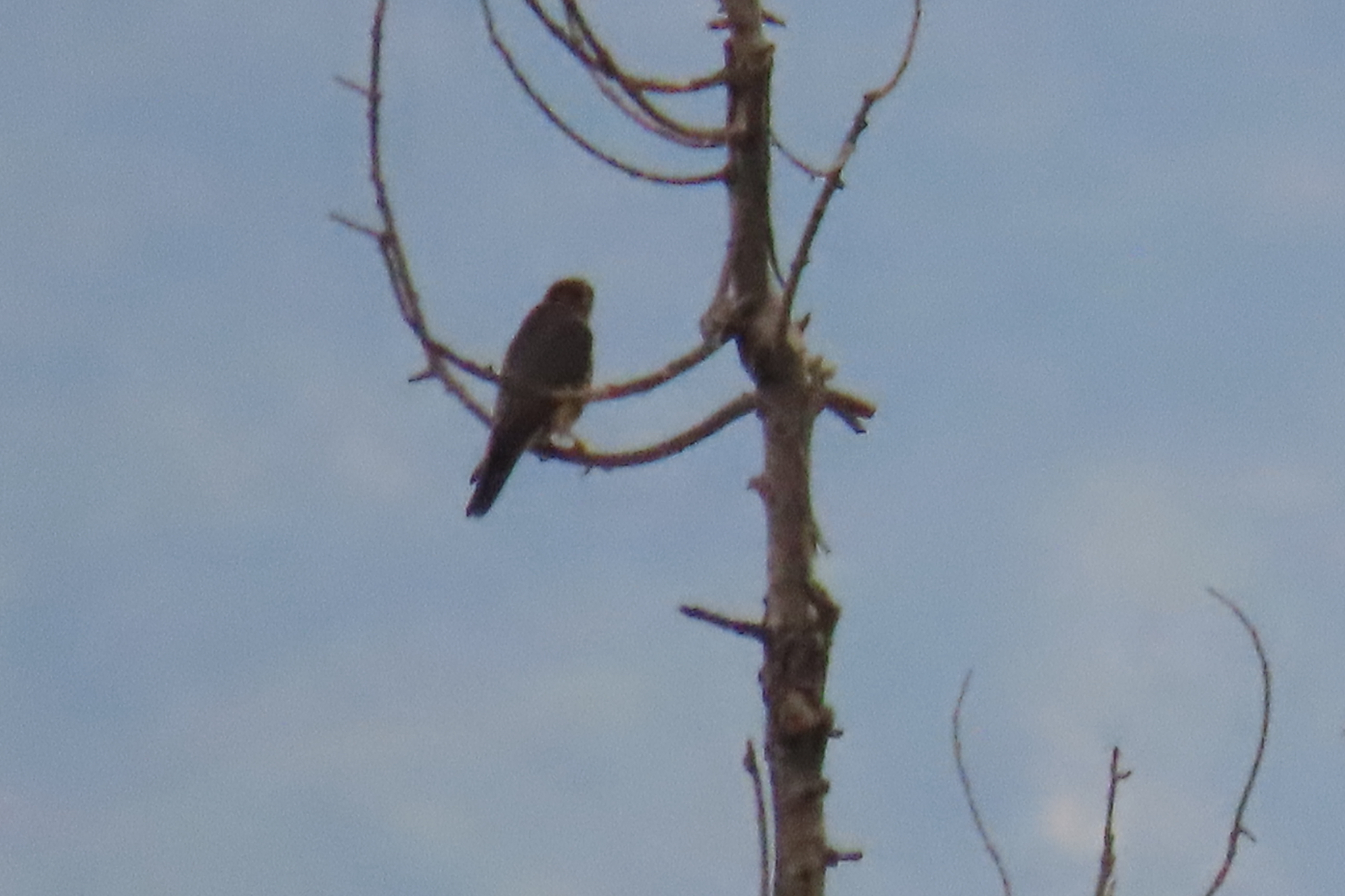 Merlin (Falco columbarius), photo 2