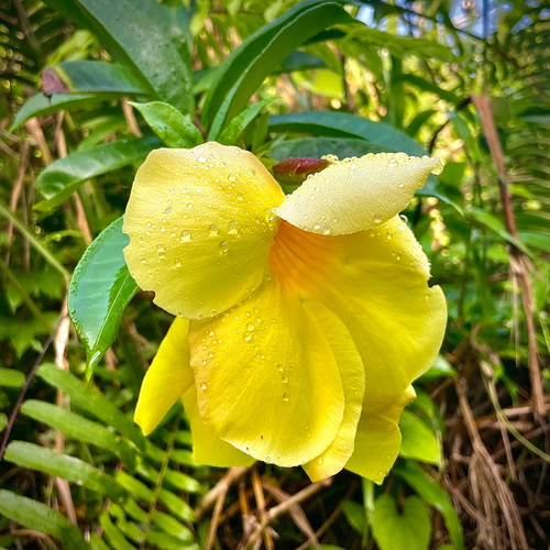 Allamanda cathartica observed 2026-01-05