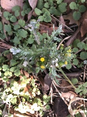 Golovinomyces fischeri