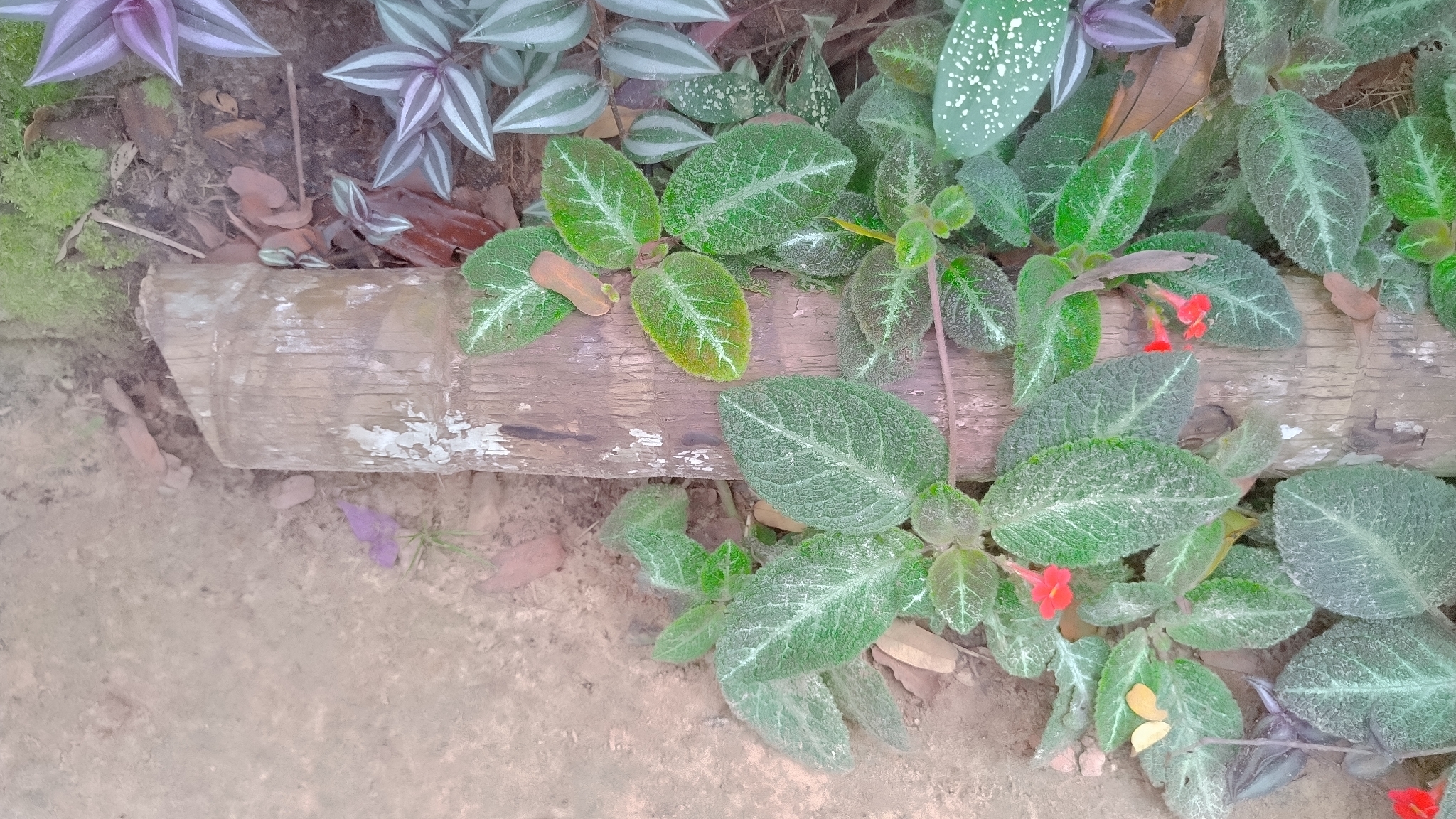 Episcia reptans