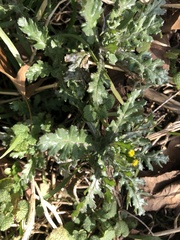 Golovinomyces fischeri