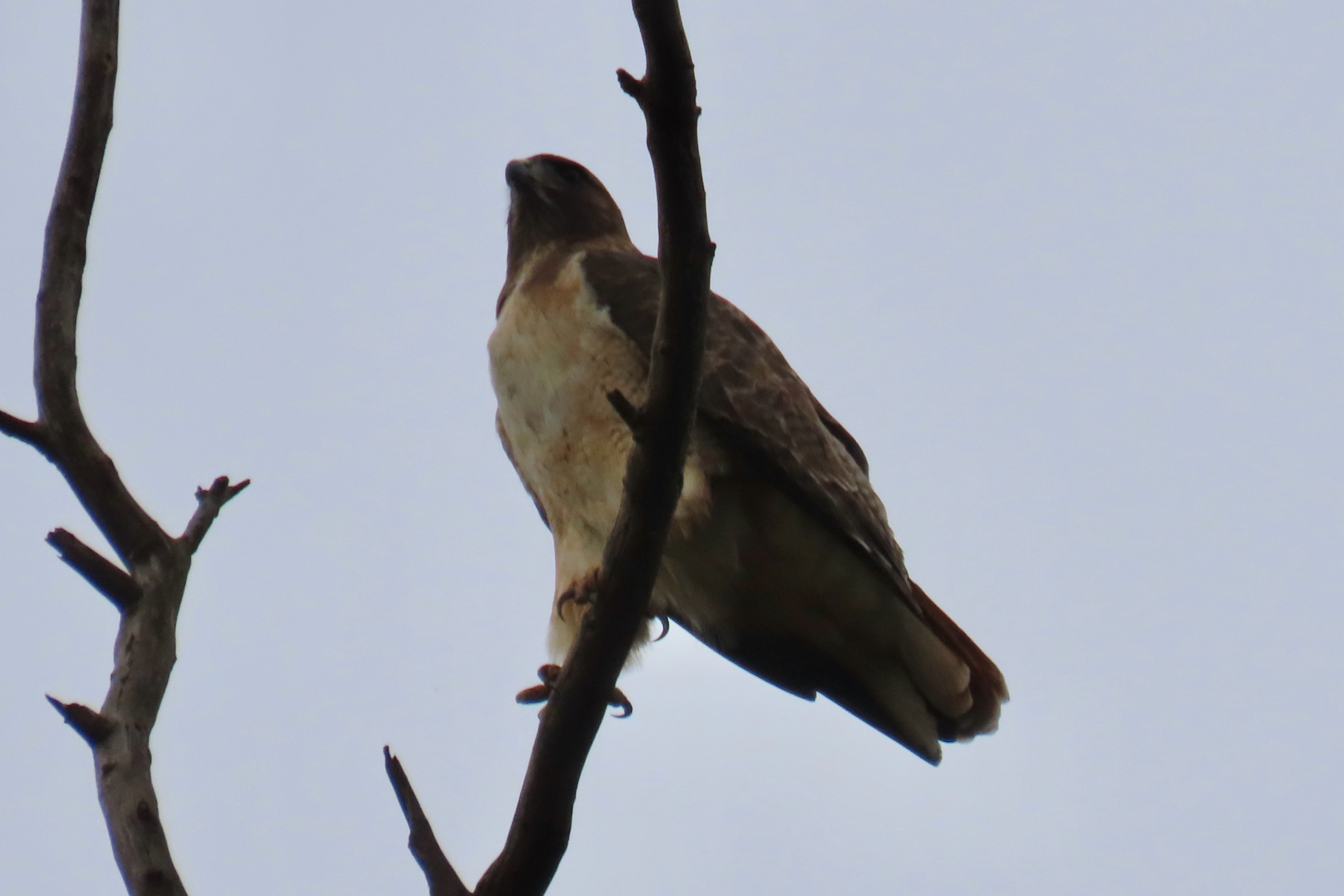 Red-tailed Hawk (Buteo jamaicensis), photo 5