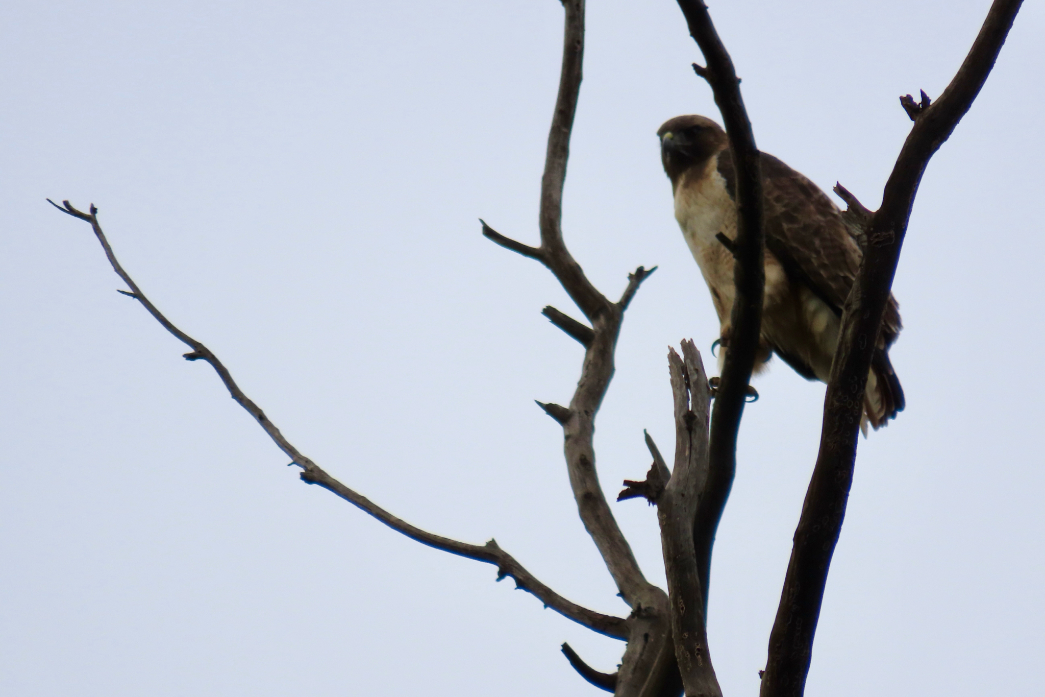 Red-tailed Hawk (Buteo jamaicensis), photo 6
