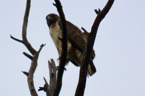 Red-tailed Hawk (Buteo jamaicensis), photo 10