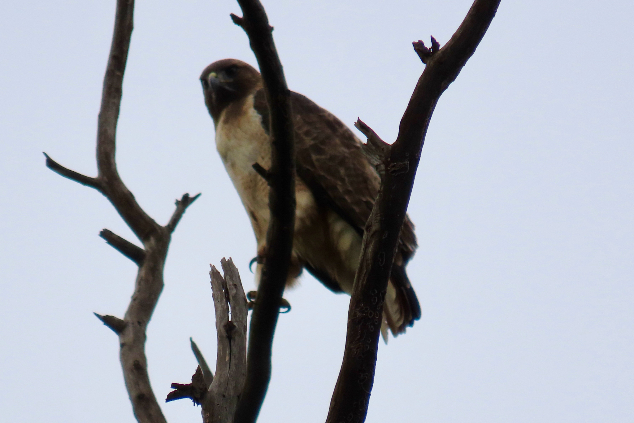 Red-tailed Hawk (Buteo jamaicensis), photo 7