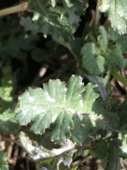 Golovinomyces fischeri