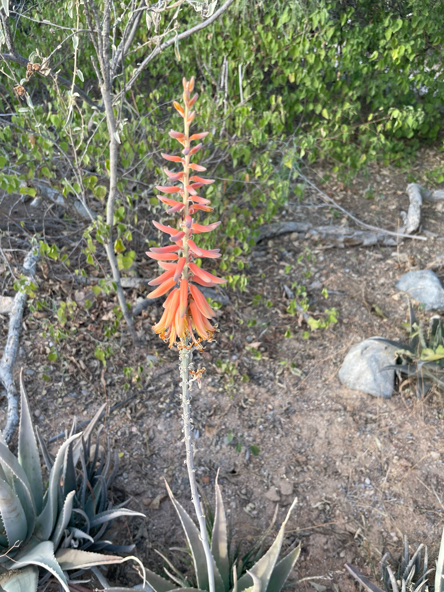 Photo by CRF via iNaturalist (Copyright CRF)