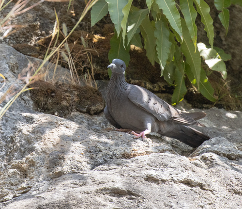 White-collared Pigeon (Columba albitorques), photo 4