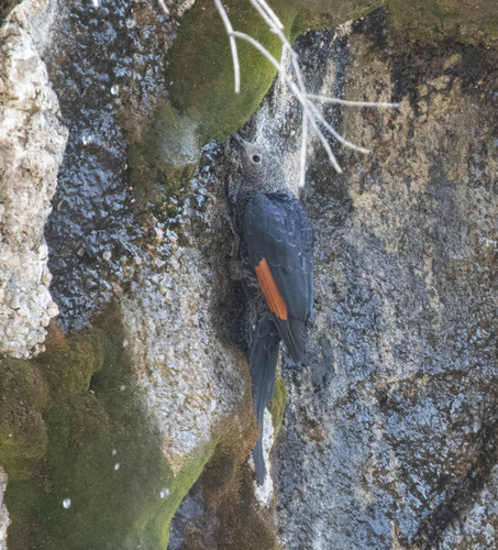 Slender-billed Starling (Onychognathus tenuirostris), photo 8