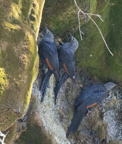 Slender-billed Starling (Onychognathus tenuirostris), photo 1