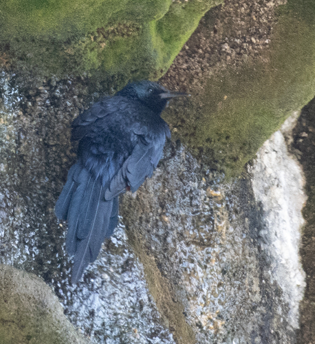 Slender-billed Starling (Onychognathus tenuirostris), photo 2