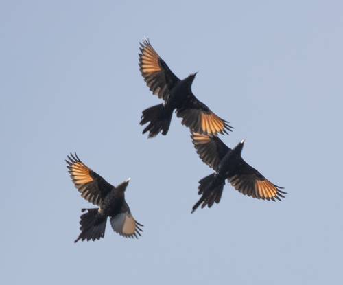 Slender-billed Starling (Onychognathus tenuirostris), photo 9