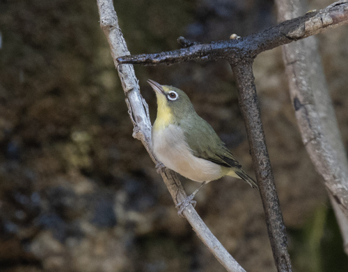 Abyssinian White-eye (Zosterops abyssinicus), photo 9