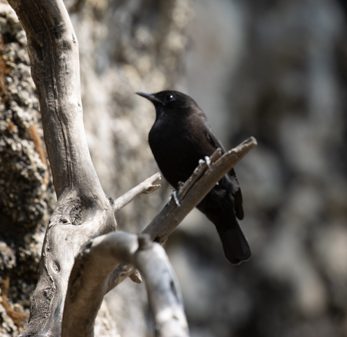 Rüppell's Black Chat (Myrmecocichla melaena), photo 5