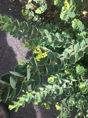 Wikstroemia uva-ursi