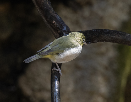 Abyssinian White-eye (Zosterops abyssinicus), photo 10