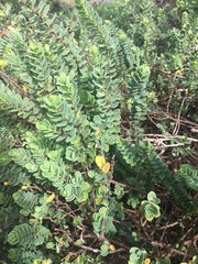 Wikstroemia uva-ursi