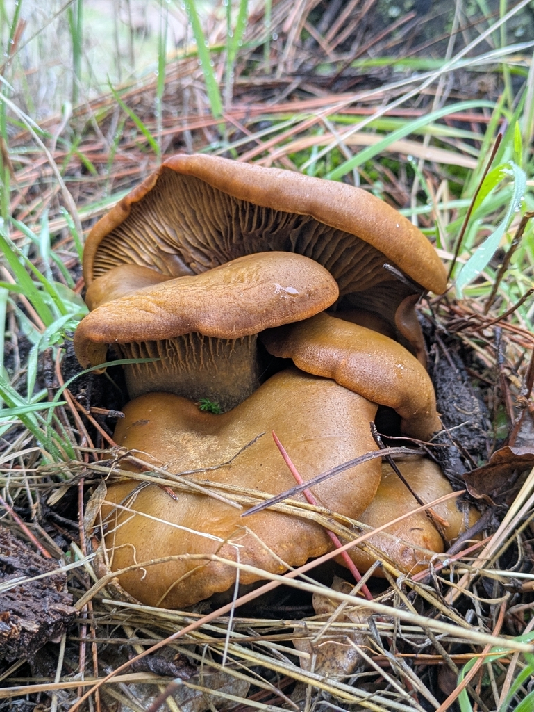 Omphalotus olivascens · January 2026 · photo: © toyonito (iNaturalist, cc0)
