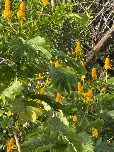 Senna alata observed 2025-12-28