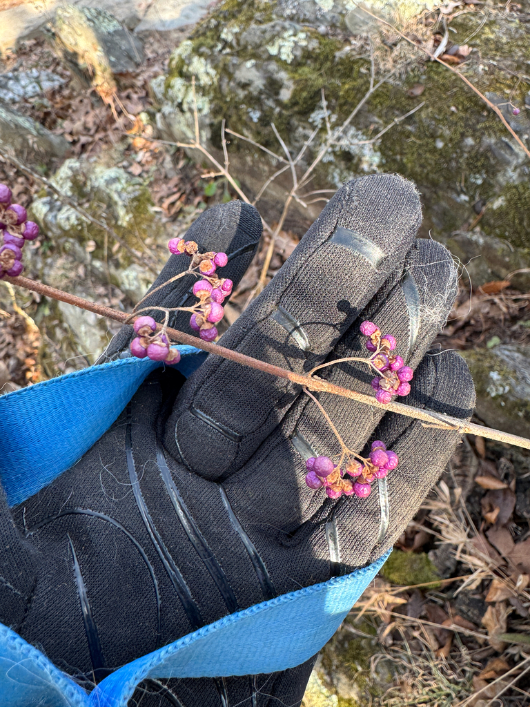 Cây thuốc kê – Callicarpa dichotoma