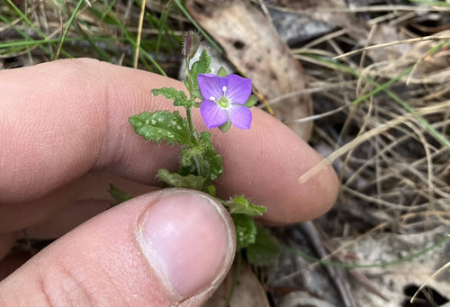 hairy speedwell
