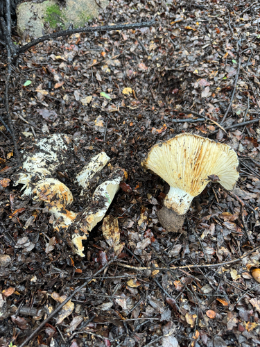 iNaturalist observation photo of Milkcaps, Brittlegills and Allies