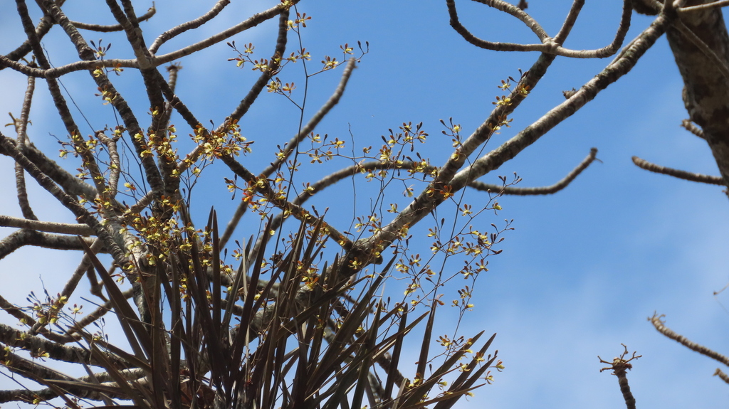 Encyclia angustiloba Schltr.