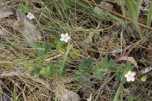 cinquefoil geranium