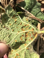 Puccinia malvacearum