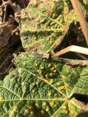 Puccinia malvacearum